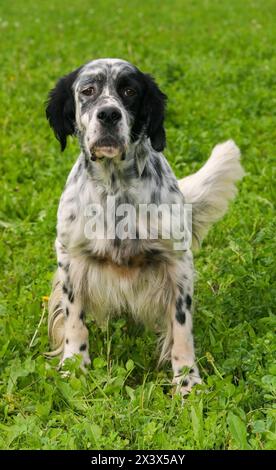 Setter anglais typique sur une pelouse verte. Banque D'Images