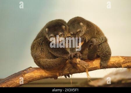 mignon ours sauvage cuscus aulirops ursinus arboreal sur fond de bleuure. protéger les animaux rares dans le concept de zoo. Banque D'Images