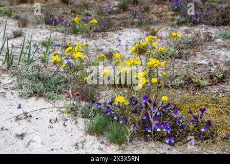 Dünen-Stiefmütterchen Viola tricolor curtisii und gelbe Geiskräuter Senecio Flora Ostseestrand *** Dune Pansy Viola tricolor curtisii et geis jaune herbe Senecio Flora Ostseestrand 20240428-DSC 7231 Banque D'Images