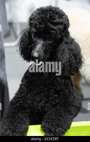 Portrait de caniche royal noir grand chien amical Banque D'Images