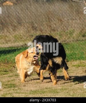 Portrait de deux adultes Hovawart Dog en plein air. Banque D'Images