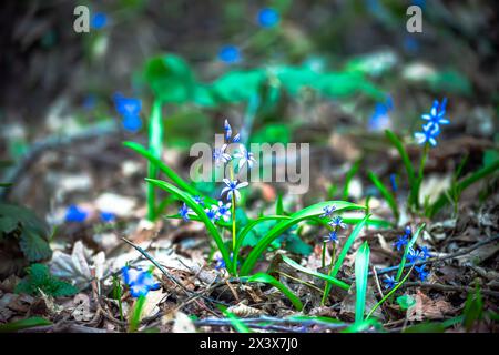 Une fleur violette vibrante ajoute une touche de couleur au sol terreux, améliorant la beauté naturelle du paysage. Banque D'Images