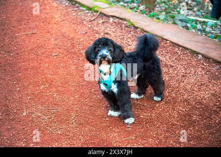 Un petit Maltipoo regarde dans la caméra avec une curiosité innocente, capturant les cœurs avec son charme adorable. Banque D'Images