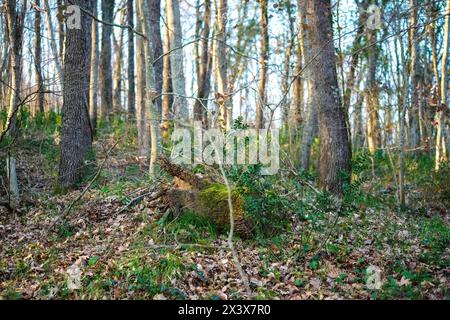 Une étendue paisible d'arbres crée une scène boisée tranquille, invitant à l'exploration et à la détente dans l'étreinte de la nature. Banque D'Images