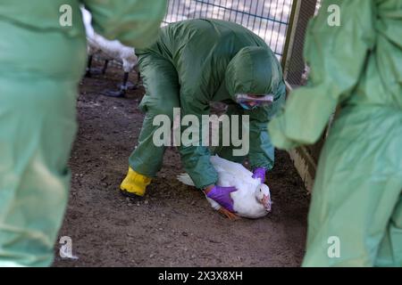 Hattingen, Allemagne. 29 avril 2024. Un assistant attrape un canard pendant un exercice de lutte contre les maladies animales. En coopération avec d'autres districts, le district d'Ennepe-Ruhr répète ce qu'il faut faire en cas d'épidémie de grippe aviaire. Crédit : Christoph Reichwein/dpa/Alamy Live News Banque D'Images