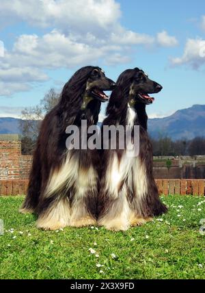 Deux beaux chiens lévrier afghan noir dans le pré. Banque D'Images