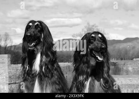 Deux chiens lévrier afghan dans le pré. Balck et Blanc photohraphy. Banque D'Images