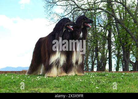 Deux beaux chiens lévrier afghan noir dans le pré. Banque D'Images