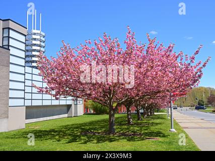 Magnolia soulangeana près du centre Charles B. Wang avec une pagode octogonale de 100 pieds à l'Université de Stony Brook à Stony Brook, New York, dans le comté de Suffolk. Banque D'Images