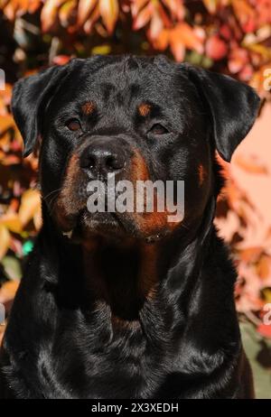 Portrait de chien rottweiler pure race dans le jardin. Banque D'Images