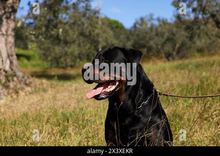 Portrait de chien rottweiler pure race dans le jardin. Banque D'Images