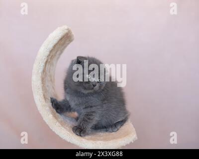 Chaton bleu britannique est très beau. Le chaton britannique a l'air droit. Le chaton britannique regarde de très près. Banque D'Images