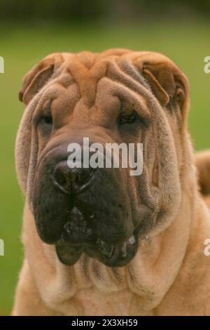 Portrait d'un chien Shar Pei en extérieur. Banque D'Images