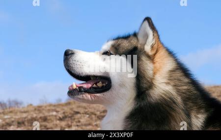 Portrait de chien malamute d'Alaska dans les montagnes. Banque D'Images