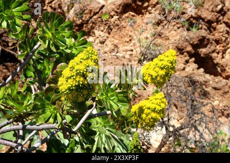 4245 arbre à fleurs jaune houseleek (Aeonium aboreum) endémique des îles Canaries (Espagne) Banque D'Images