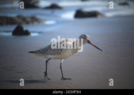 Godwit à queue de barreau d'échassier (Limosa lapponica) à la plage (El Medano, Tenerife, Espagne) Banque D'Images