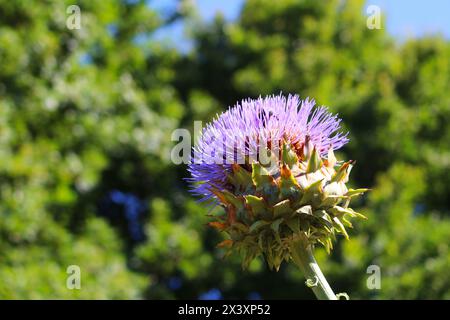 Fleur violette d'artichaut globe (Cynara cardunculus) espèce de chardon cultivée comme aliment, Jutland, Danemark Banque D'Images