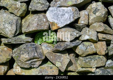 Lake District National Park Banque D'Images