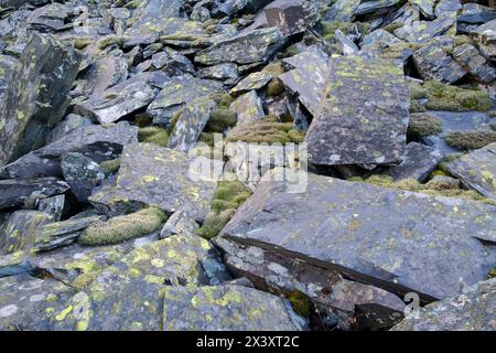 Ici, la mousse Racomitrium lanuginosum et les lichens tels que Rhizocarpon geographicum poussent sur l'ardoise dans la carrière d'ardoise de Penrhyn dans le nord du pays de Galles. Banque D'Images