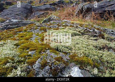 Ici, les mousses Racomitrium aquaticum et Racomitrium lanuginosum poussent ensemble sur un rocher à Snowdonia. Banque D'Images