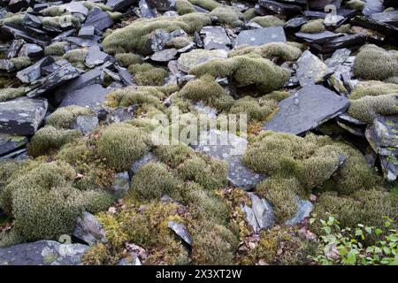 Ici, la mousse Racomitrium lanuginosum et les lichens tels que Rhizocarpon geographicum poussent sur l'ardoise dans la carrière d'ardoise de Penrhyn dans le nord du pays de Galles. Banque D'Images