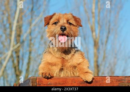 Portrait de chien de terrier de Norfolk typique dans outdoos Banque D'Images