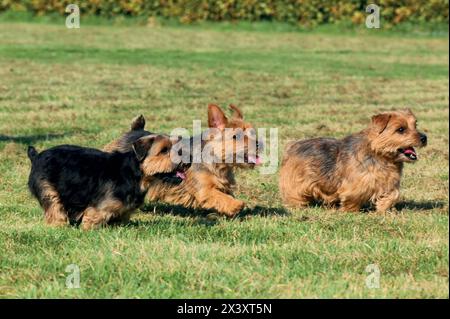 Portrait de chien de terrier de Norfolk typique dans outdoos Banque D'Images