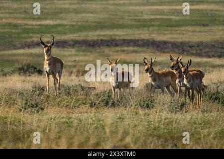 Petit groupe de dollars de pronghorn dans le désert de Smoke Creek du comté de Lassen en Californie, États-Unis. Banque D'Images