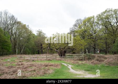 Le Royal Oak, Richmond Park, Londres, aurait 750 ans. Banque D'Images