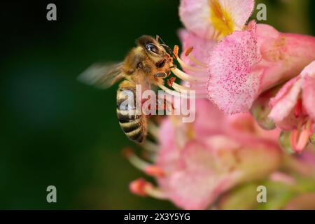 Abeille bourdonnante à la fleur rouge d'un cheval rouge-châtaignier Banque D'Images