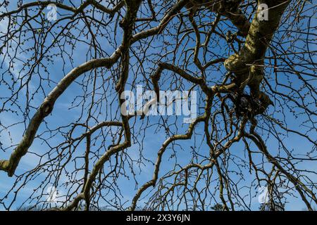 Les branches tombantes sans feuilles d’Ulmus glabra «Camperdownii» Weeping Wych Elm dans Trenance Gardens à Newquay en Cornouailles au Royaume-Uni. Banque D'Images