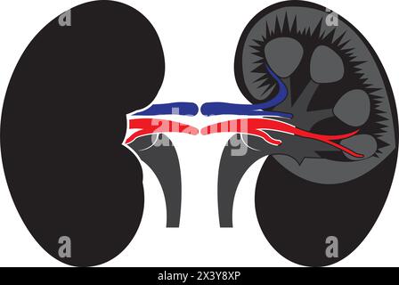 Conception d'illustration d'icône de vecteur de système rénal Illustration de Vecteur