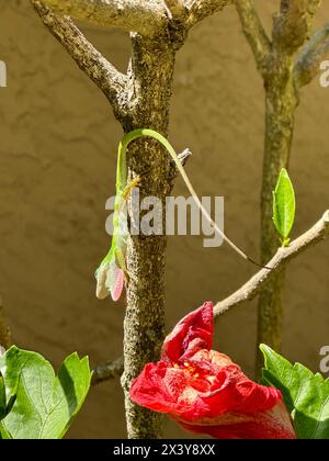 Lézard vert Anole affichant la progression de rosée #2, étape de début. lézard est sur une branche d'hibiscus à l'envers, avec une fleur rouge au premier plan. Banque D'Images