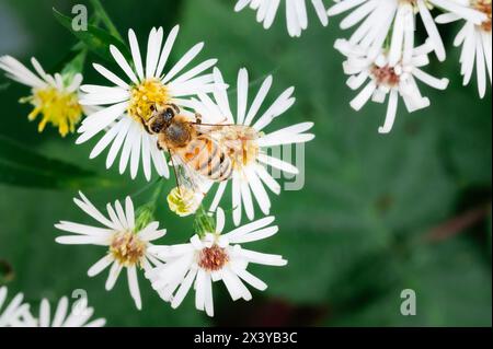 Vue de dessus de l'abeille de miel sur des fleurs d'aster blanc Banque D'Images