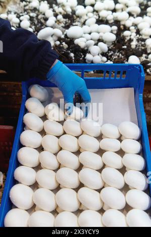 Collection de champignons, champignons Buttom, Agaricus bisporus, agroalimentaire, produits frais Ayecue, Grupo Riberebro, Autol, La Rioja, Espagne Banque D'Images