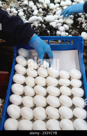 Collection de champignons, champignons Buttom, Agaricus bisporus, agroalimentaire, produits frais Ayecue, Grupo Riberebro, Autol, La Rioja, Espagne Banque D'Images