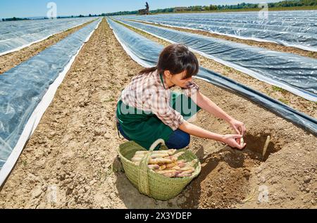 Agriculteur, culture d'asperges, champ agricole, Cadreita, Navarre, Espagne, Europe Banque D'Images