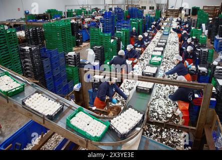 Collection de champignons, champignons Buttom, Agaricus bisporus, agroalimentaire, produits frais Ayecue, Grupo Riberebro, Autol, La Rioja, Espagne Banque D'Images