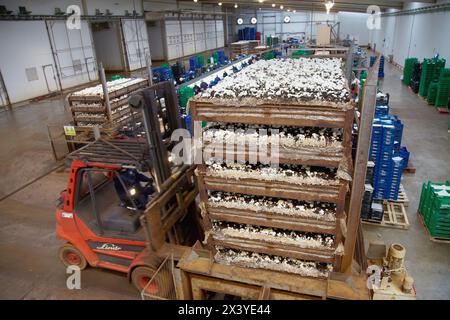 Collection de champignons, champignons Buttom, Agaricus bisporus, agroalimentaire, produits frais Ayecue, Grupo Riberebro, Autol, La Rioja, Espagne Banque D'Images