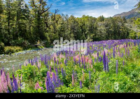 Le lupin vivace sauvage (Lupinus perennis) dans Cascade Creek Historic Camp site dans l'île du Sud de la Nouvelle-Zélande, l'endroit sur le chemin de Milford Sound Banque D'Images