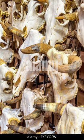 Crânes de vache ornementaux exposés sur un marché en plein air de Santa Fe, Nouveau-Mexique. Banque D'Images