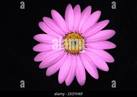 Une fleur de Marguerite africaine rose avec des pétales sur fond noir Banque D'Images