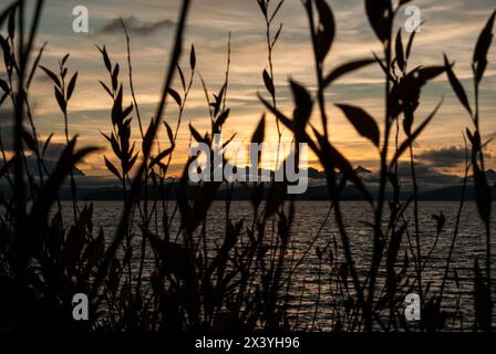 superbe coucher de soleil sur le lac nahuel huapi avec des silhouettes de plantes sur fond de couleurs vibrantes et d'eaux calmes en patagonie Banque D'Images