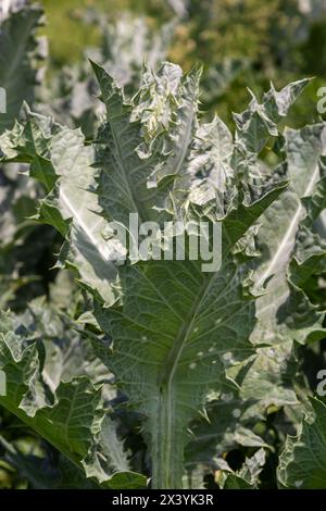 Onopordum acanthium est en début de floraison en juin. Onopordum acanthium, chardon cotonnier, écossais ou chardon écossais, est une plante à fleurs de la famille AST Banque D'Images