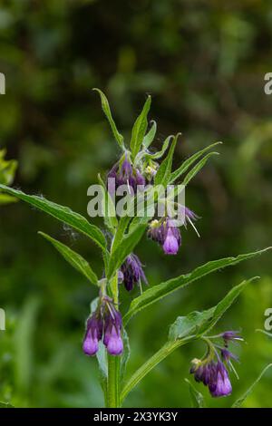 Dans la prairie, parmi les herbes sauvages, la comfréy Symphytum officinale fleurit. Banque D'Images