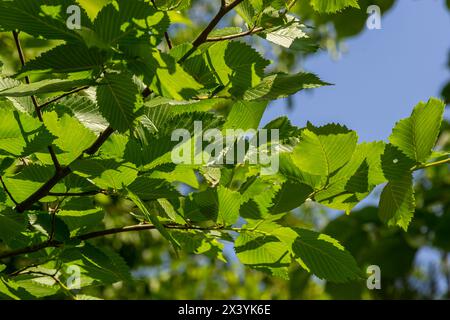 Feuille de charme au soleil. Branche de charme avec feuilles vertes fraîches. Magnifique fond vert naturel. Lames de ressort. Banque D'Images