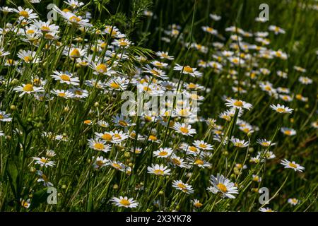 Fleurs sauvages de Marguerite poussant sur la prairie, chamomiles blancs. Daisy d'Oxeye, Leucanthemum vulgare, Daisy, Dox-eye, Marguerite commune, Marguerites de chien, concep de jardinage Banque D'Images