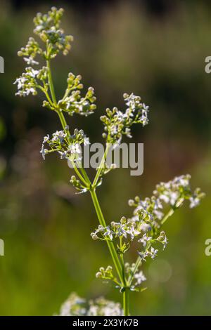 Belle paille blanche fleurie en juin, album galium. Banque D'Images