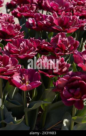 Tulip Silk Road, fleurs rouge foncé et champ au soleil de printemps Banque D'Images