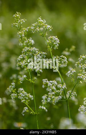 Belle paille blanche fleurie en juin, album galium. Banque D'Images